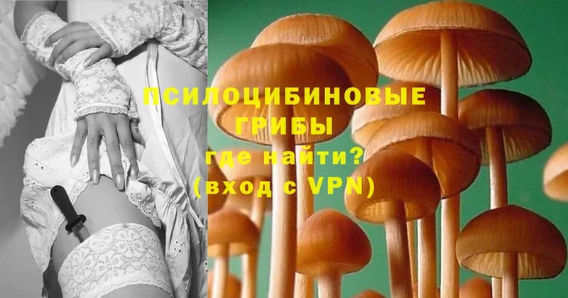 как найти закладки  Кувшиново  Псилоцибиновые грибы Cubensis 